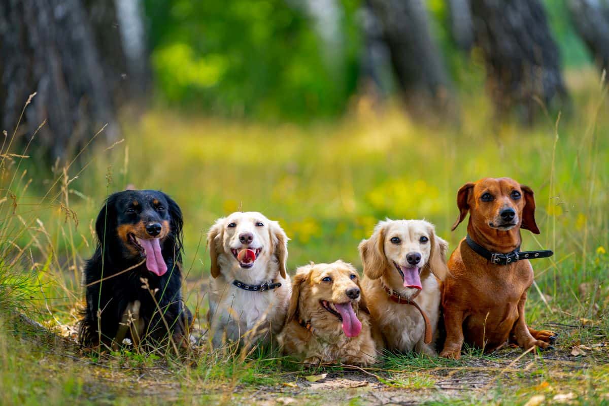 Young dogs are posing cute doggies