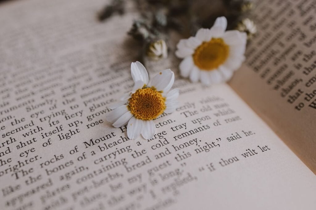 Closeup beautiful little spring flower daisy chamomile on the background 