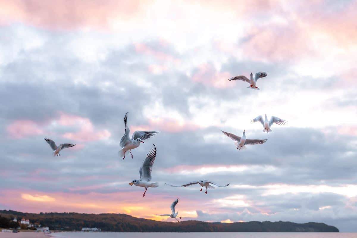What Are Collective Nouns? Learn With Examples
