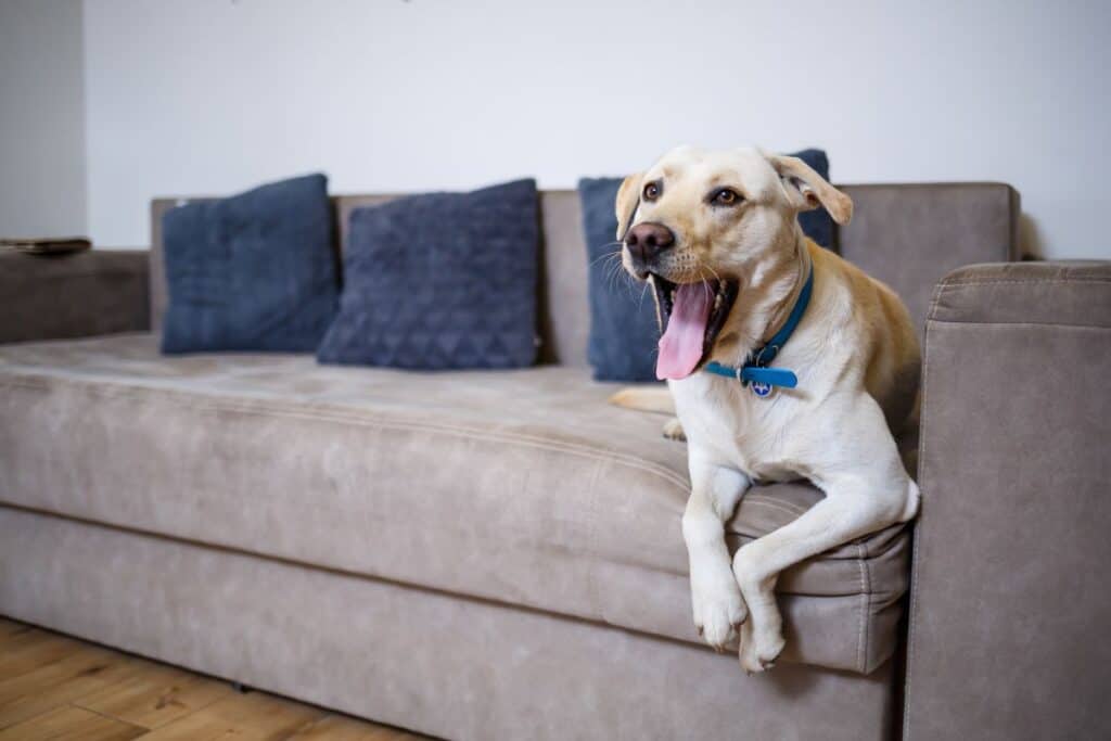 A large white labrador lies on the sofa