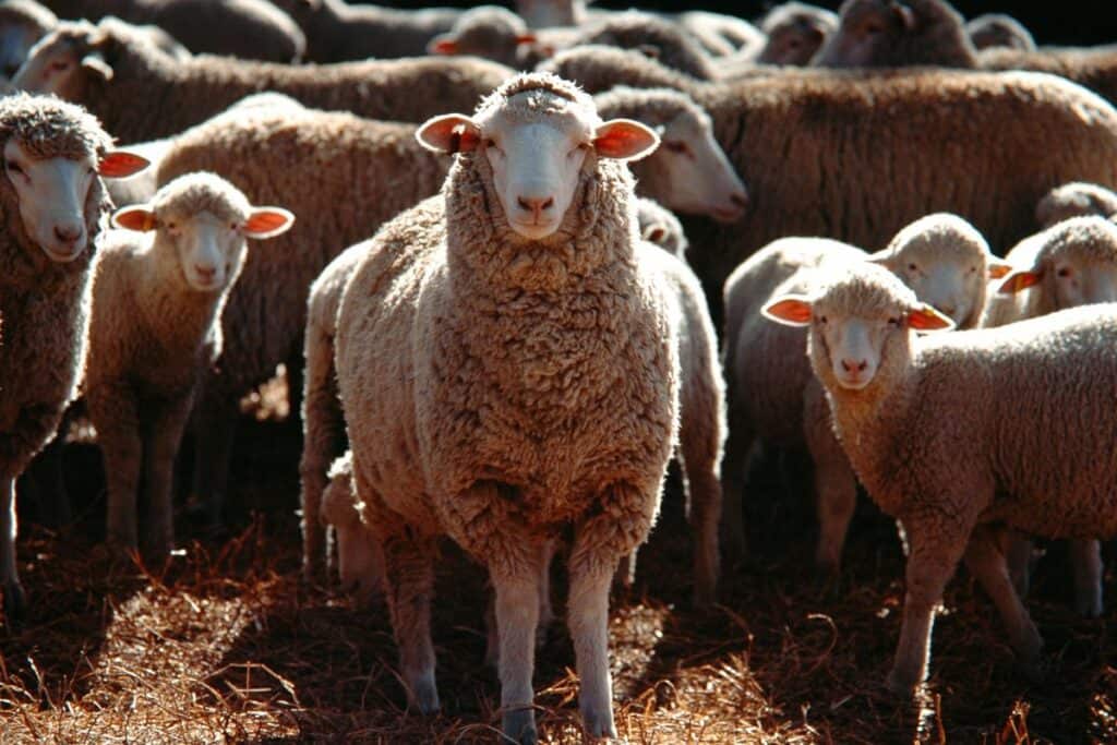 bunch of domestic sheep