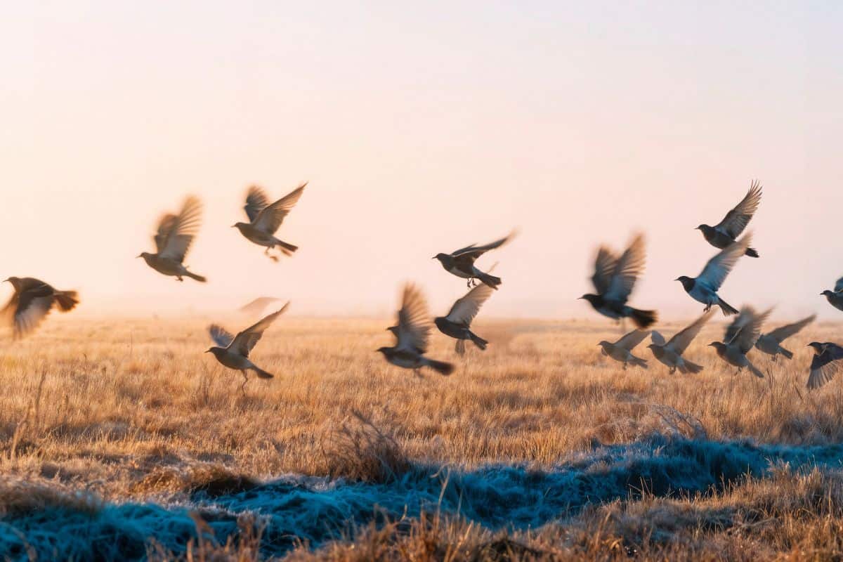 Kawanan burung terbang di atas ladang saat fajar menyingsing
